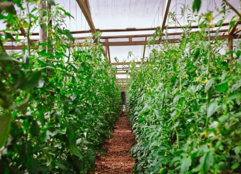 Con foco en hortalizas, frutas y medicinales, Misiones impulsa estrategia integral para ampliar su matriz productiva