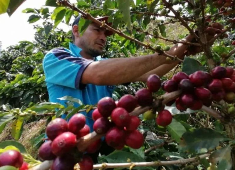 Misiones impulsa el cultivo de café con ensayos agroforestales en distintos puntos de la provincia
