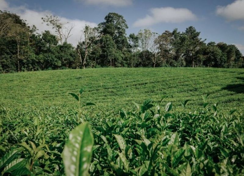 El té consolida posicionamiento global con una política pública basada en el origen y la calidad impulsada por Misiones
